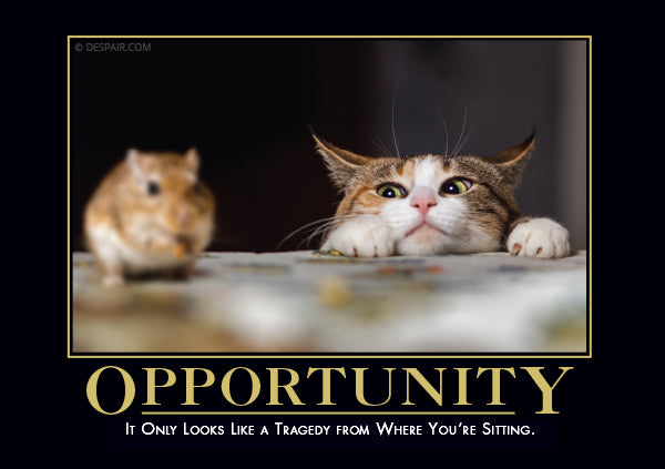 Opportunity-Cat