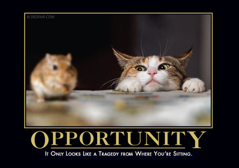 Opportunity-Cat